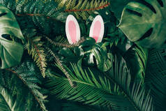 具有创意的复活节背景。绿色热带棕榈叶，有粉色复活节兔子耳朵。最小的春天抽象的丛林或森林成分.当代风格.