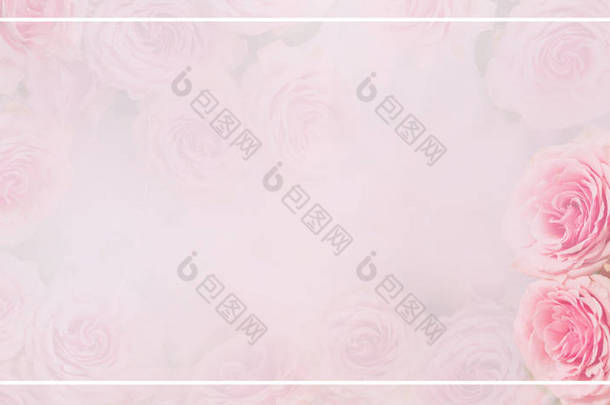 花框，横幅。精致的卡片,粉红的玫瑰,柔和的白色和粉色背景.案文的篇幅
