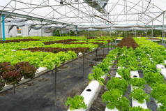 种植绿色生菜的水栽有机蔬菜园