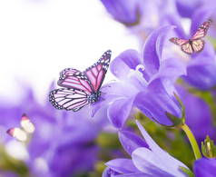 在一个白色的背景，暗蓝色手铃铛和蝴蝶的花朵