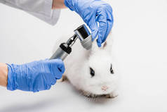 兽医在白色背景下检查兔子耳朵的剪影