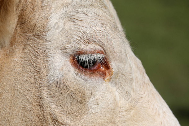 在瑞士西门塔尔牛的眼睛