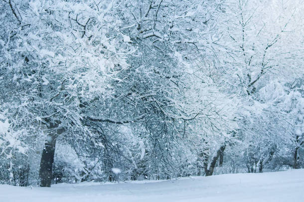 降雪。城市街道上有被雪覆盖的树木。蓝色的冬天早晨, 雪风景