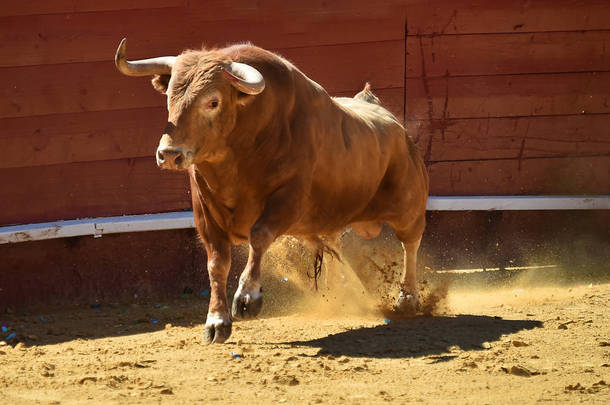 在西班牙的公牛跑在斗牛