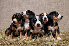五只小狗狗，由五只小狗狗组成