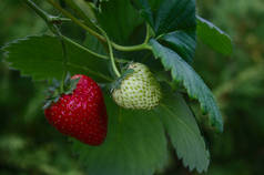 成熟和未成熟的草莓和草莓叶