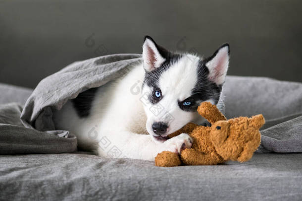 一只小白狗，种西伯利亚哈士奇犬