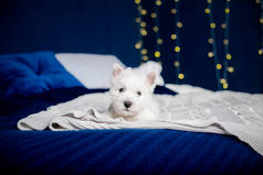 西部高地白色小狗在床上。圣诞风光和室内