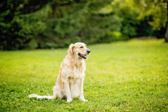 夏天的一天，在一个绿色的花园里，快乐地微笑着的狗在寻找金黄色的猎犬
