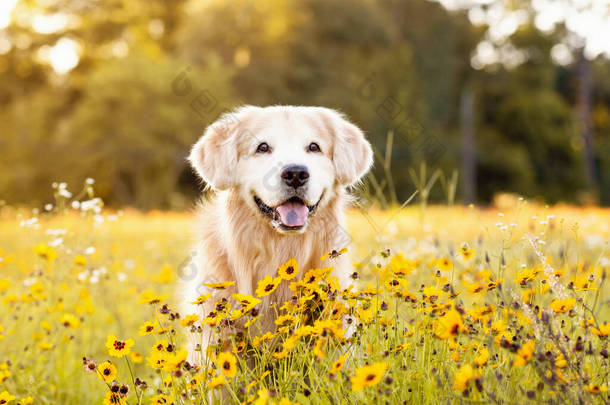 高级金毛猎犬带着黄色的花在田野里美丽的狗，黑眼睛苏珊花盛开。夕阳西下的老收割者，在一片金黄的田野里.