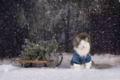 冬天森林里的猫来找圣诞树