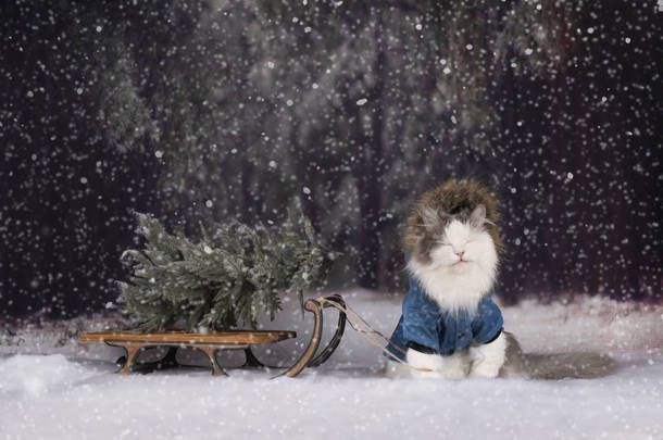 冬天森林里的猫来找圣诞树