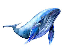 驼背蓝鲸水彩插图。水下动物