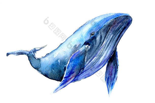 驼背<strong>蓝鲸</strong>水彩插图。水下动物