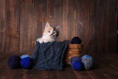 可敬的卡利科猫咪在木制背景的针织纱篮子里
