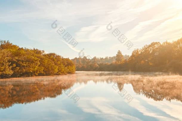 秋天朦胧的早晨。秋黎明场面。雾河岸上的奥尔登树.