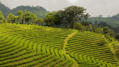 茶叶种植园