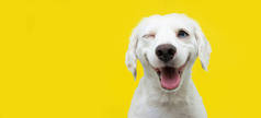 快乐的小狗眨了眨眼，对着色彩斑斓的黄狗闭着眼睛笑着.