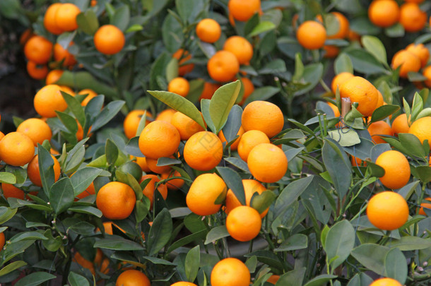 为庆祝中国新年的柑橙树
