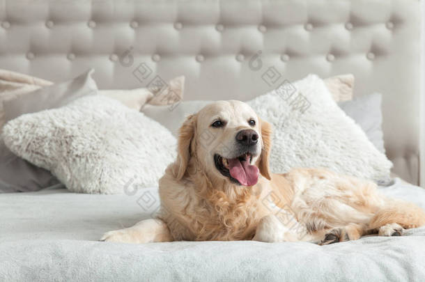 金毛猎犬小狗在豪华明亮的颜色经典兼收并蓄风格的卧室与特大号床和床头柜。适合宠物入住的酒店或家庭房.
