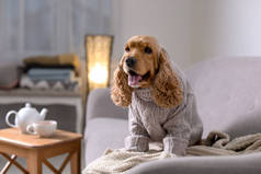 可爱的可卡犬狗在针织毛衣在家里的沙发上。温暖舒适的冬天