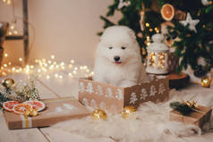 在一家照相馆的圣诞树下，白色的小狗在一个盒子里采摘礼物