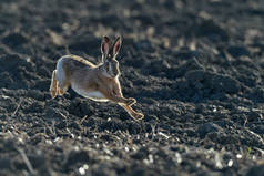 棕色的欧洲野兔在美丽的阳光下奔跑在棕色的田野上，欧洲的野生动物，自然界中的野生动物，欧洲的水蚤.