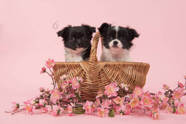 两只可爱的吉娃娃小狗在一个篮子粉红色的背景粉红色的花朵