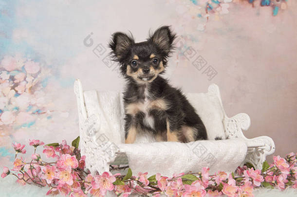 可爱的奇瓦瓦小狗在白色玩偶长凳上柔和的颜色浪漫甜美的背景