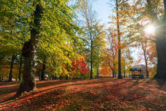 美丽浪漫的秋天彩色公园与五颜六色的树木和阳光。秋季自然背景