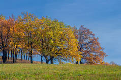 秋景摄影，最佳摄影师，秋天混交林，叶色艳丽，分为勃艮第、红色、绿色三大类，地毯图案分明