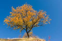 秋天的季节, 美丽的小杏树在山上对蓝色万里无云的天空