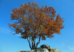 秋天有枯叶和蓝天的大单分离树