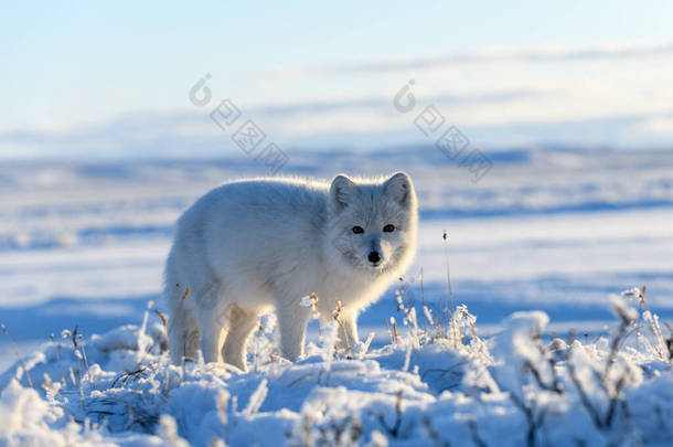 西伯利亚冻土带冬季北极狐