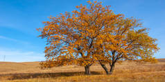 秋天的风景，落叶上覆盖着五颜六色的黄色红叶，橡木落下五颜六色的秋叶，凄凉的眼睛- -这就是魅力