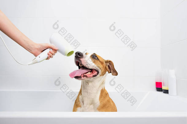 有趣的可爱的狗洗澡。 在家照顾宠物的概念：经过训练的听话的斯塔福德郡<strong>宠物狗</strong>坐在一个白色的浴缸里，用手拿着吹风机把狗弄干
