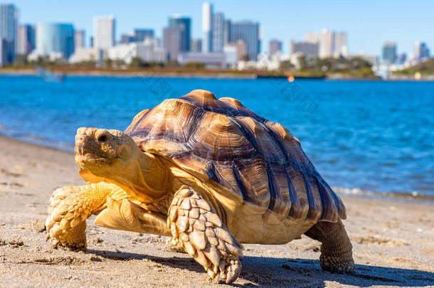 <strong>乌龟</strong>特写。海龟在水和城市的背景上.海洋动物。缓慢但自信的运动的象征。世界上的动物。宠物.
