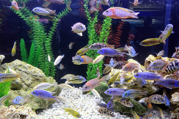 一个水族馆，有各种五彩斑斓的热带鱼