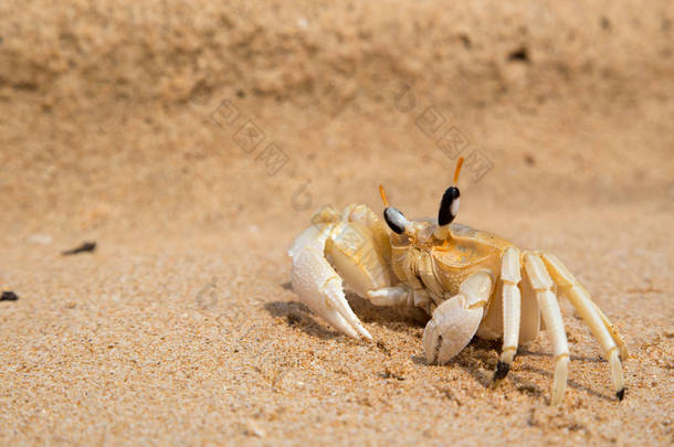 小<strong>螃蟹</strong>粗粗地放在海滩上的黄<strong>沙滩</strong>上。东南亚.水平.