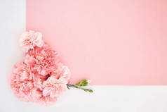 粉色和白色背景的康乃馨的顶部视图