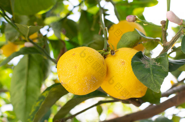成熟的大黄色<strong>柠檬</strong>，挂在树上的热带柑橘类水果即将收获