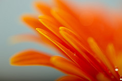 湿的橘色花瓣的非洲菊雏菊花