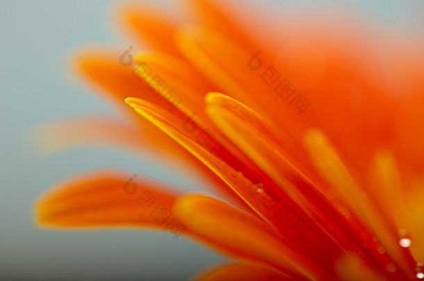 湿的橘色花瓣的非洲菊雏菊花