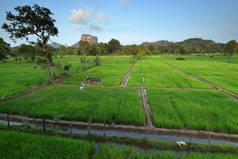 斯里兰卡锡吉里亚狮子岩稻田
