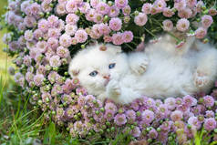 小猫躺在他的背花