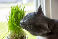 猫-发芽燕麦所需的维生素。绿草在花盆里。猫吃草有用。猫灰色，芳草绿。背景-木制的黑暗的董事会。发芽的燕麦是有用的猫