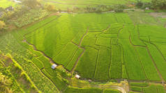 泰国美丽的稻田风景. 