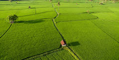 空中稻田,风景秀丽,椰子树,木屋,农民在雾蒙蒙的早晨.稻田农业的航空观