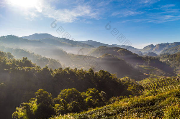 高山阳光下的茶园有机场与雾