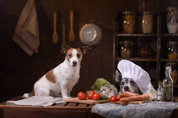 厨房里有两只狗在准备食物。 Jack Russell Terrier和Border Collie 宠物饲料,天然的,生食的
